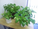 pot01.jpg